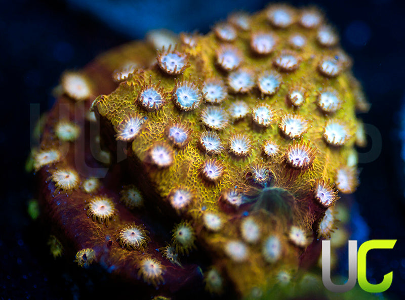 UC Yellowjacket Cyphastrea