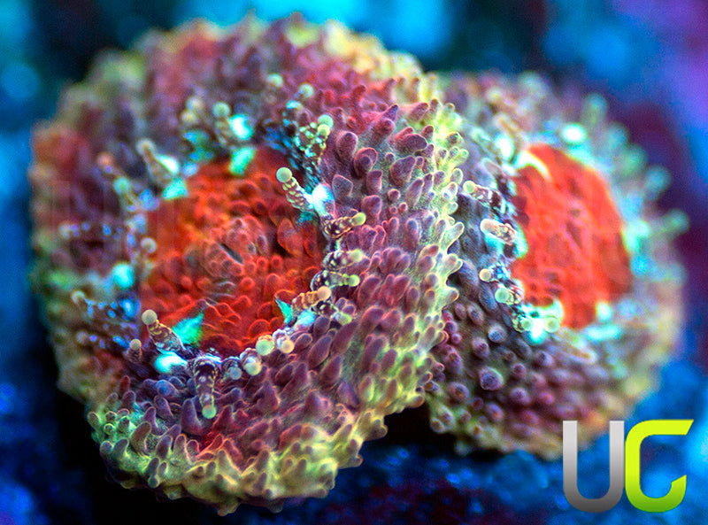 UC Limp Bizkit Micro Amakusensis