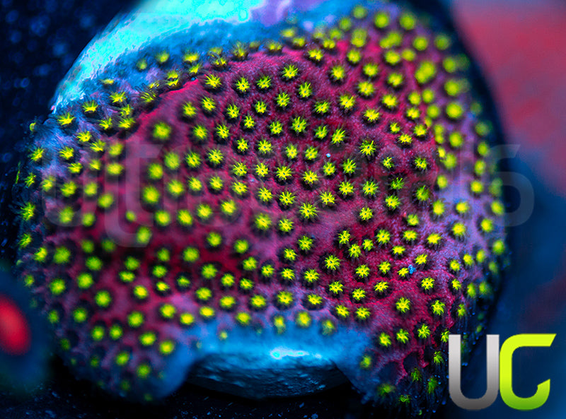 UC Raspberry Pie Stylo