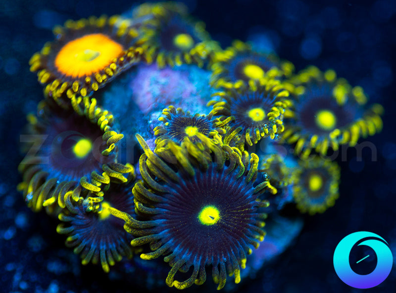 Corona Scrambled Egg