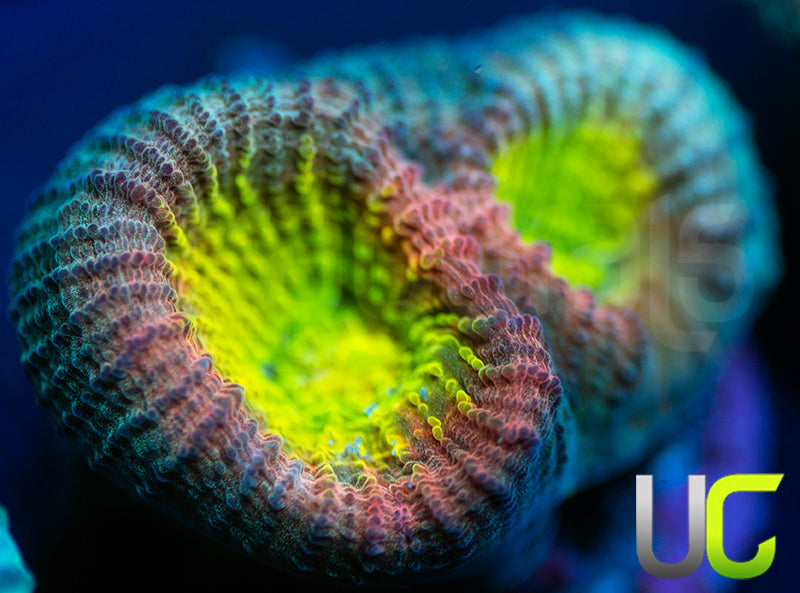 Rainbow Goniastrea