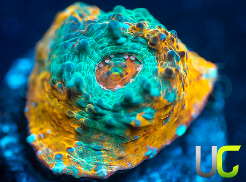 UC Blue Legion Chalice