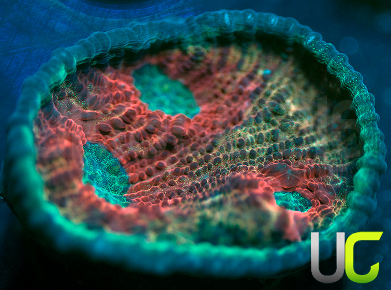 UC Dragon Mist Mycedium Chalice