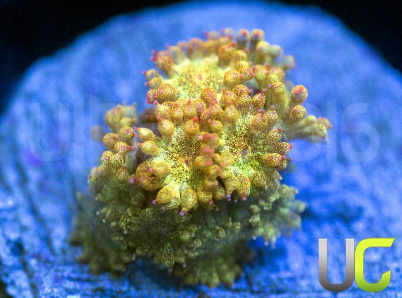 UC Citrus Sparkler Micro Goni