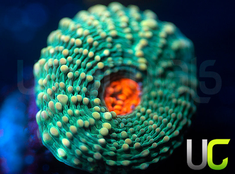 UC WIld and Woolley Echinata