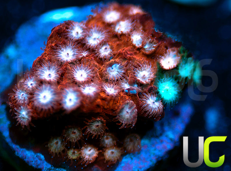 JF Fender Bender Cyphastrea