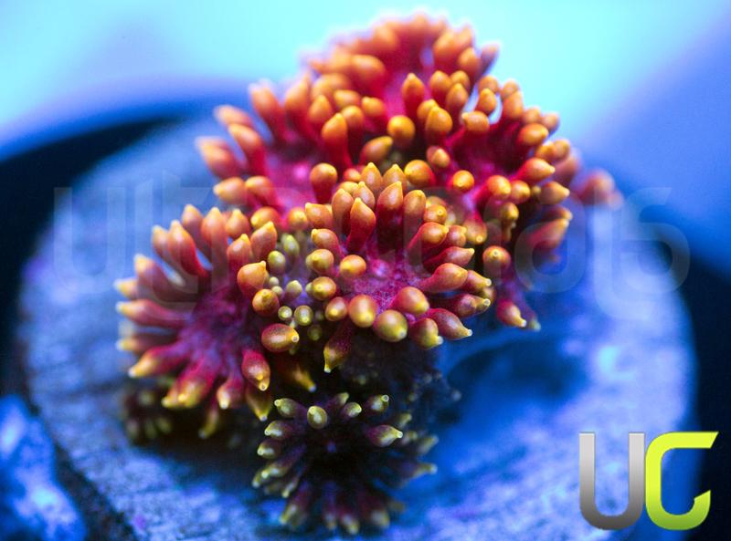 UC Pixy Stix Goni