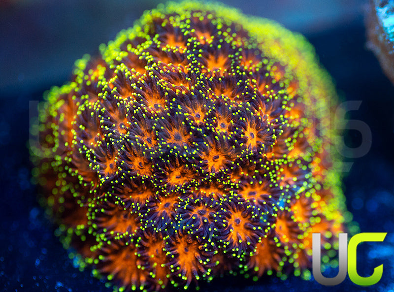 UC Lightning Tip Leptastrea