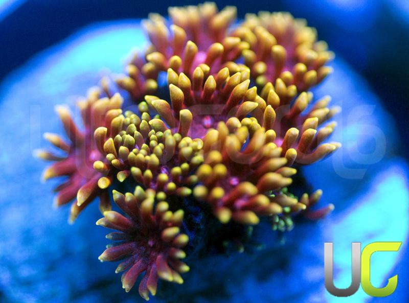 UC Pixy Stix Goni
