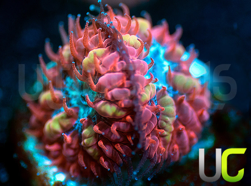 UC Azure Sky Blastos