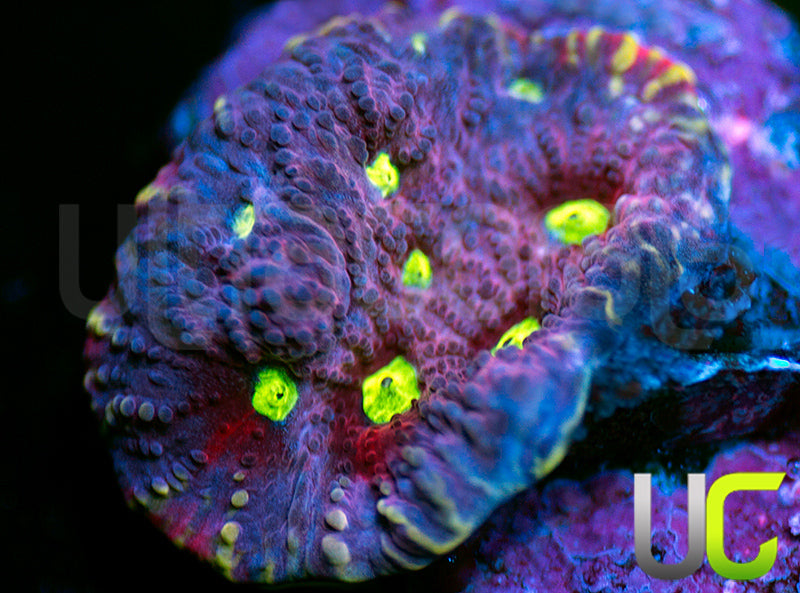 UC Pink Splash Favites