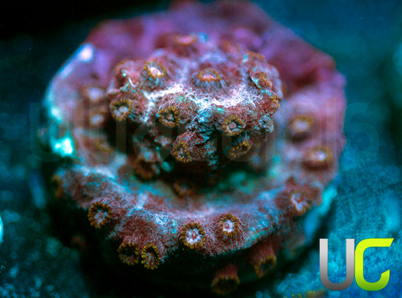 UC Strawberry Shortcake Cyphastrea