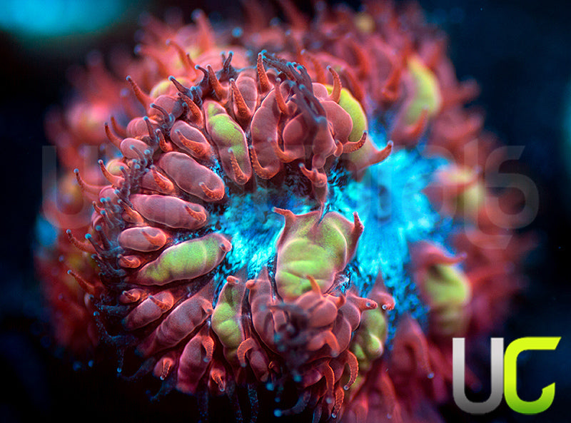 UC Azure Sky Blastos