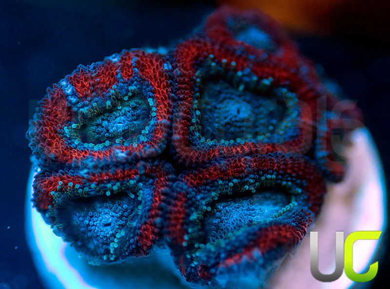 UC Superhero Micro Amakusensis