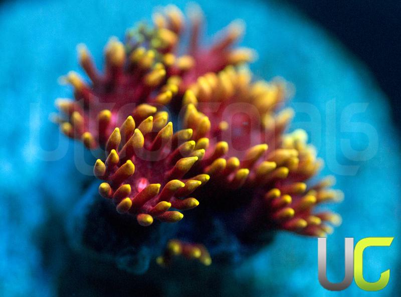 UC Pixy Stix Goni