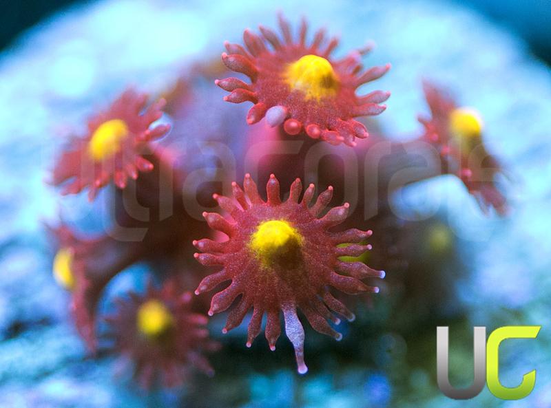 UC Spiked Punch Goni