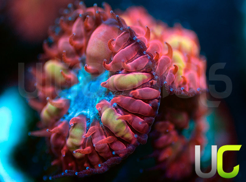 UC Azure Sky Blastos