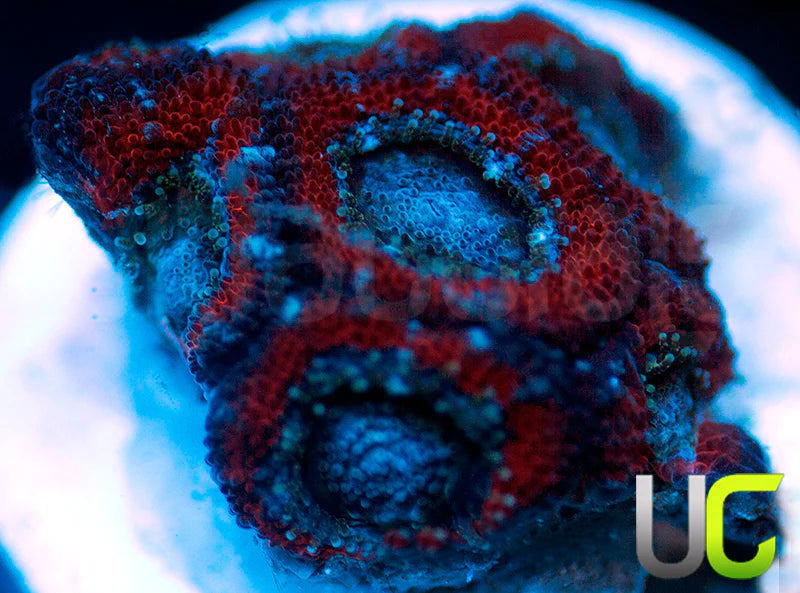 UC Superhero Micro Amakusensis