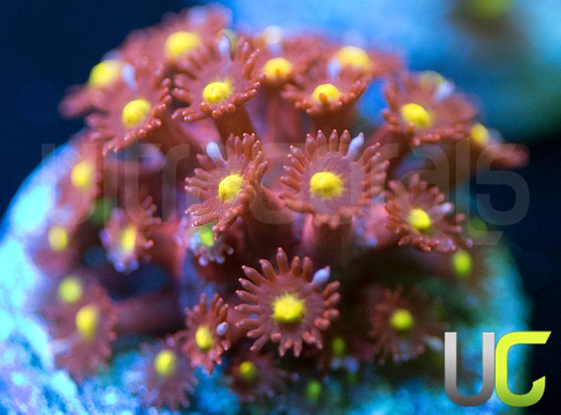 UC Spiked Punch Goni