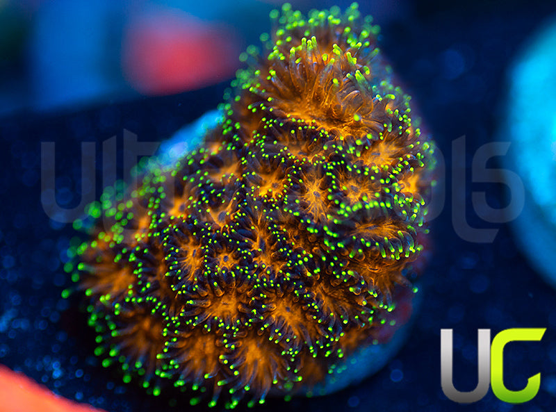 UC Lightning Tip Leptastrea