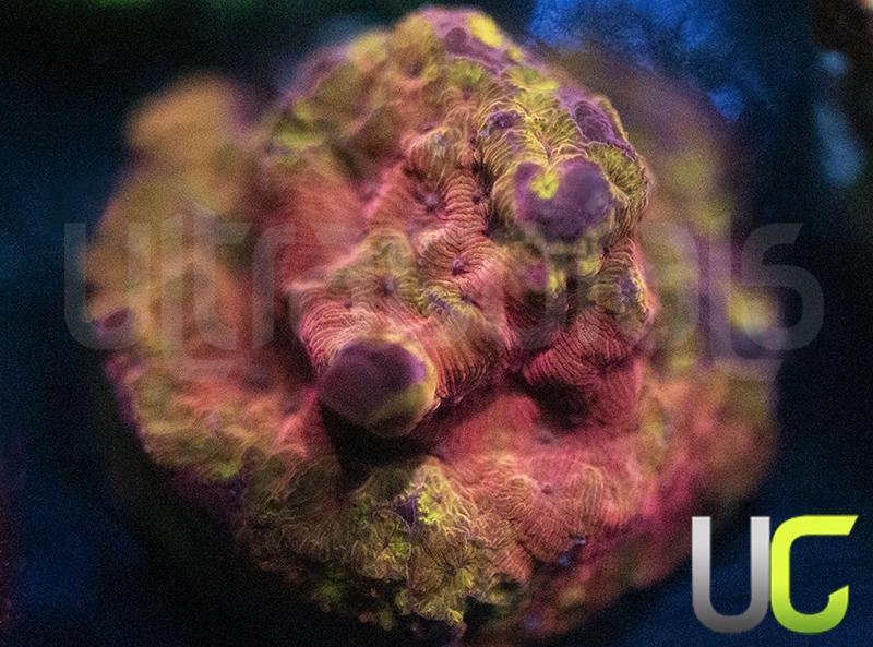 UC Poison Ivy Lepto