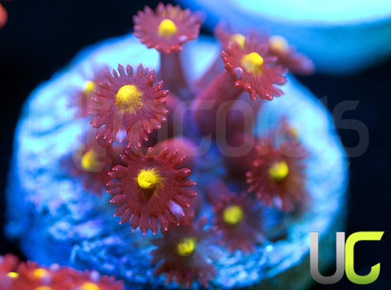 UC Spiked Punch Goni