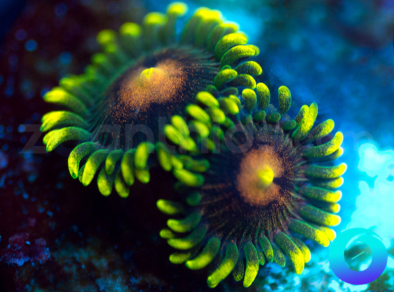 NEW RELEASE: Umbreon