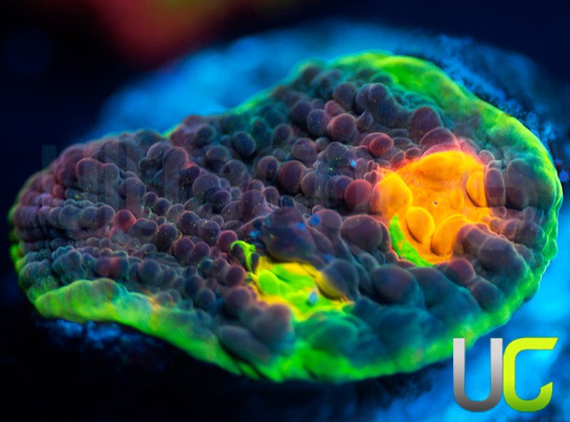 UC Mario Kart Chalice