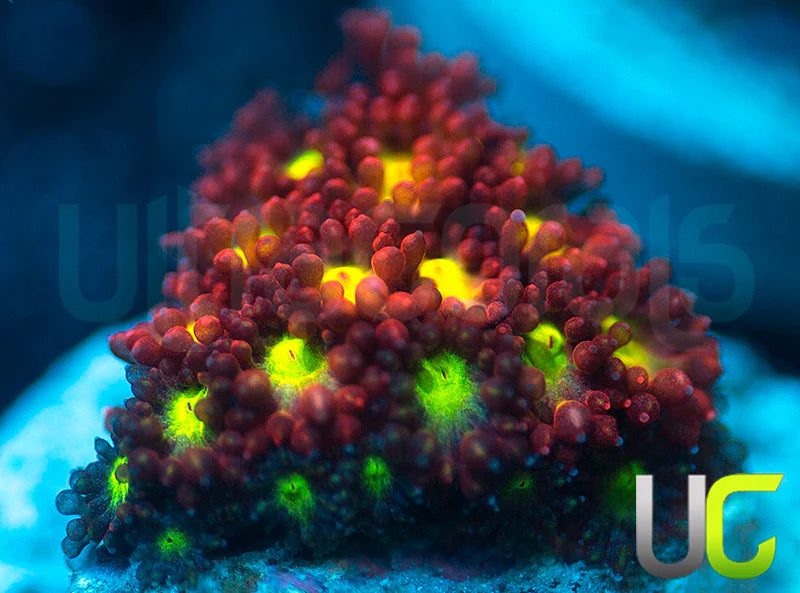 UC Party Crasher Micro Goni