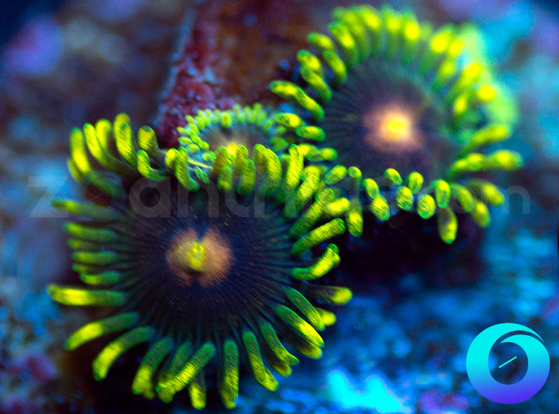 NEW RELEASE: Umbreon