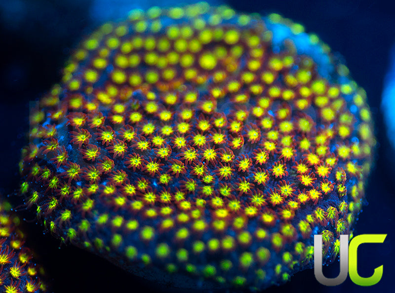 UC Flamethrower Stylo