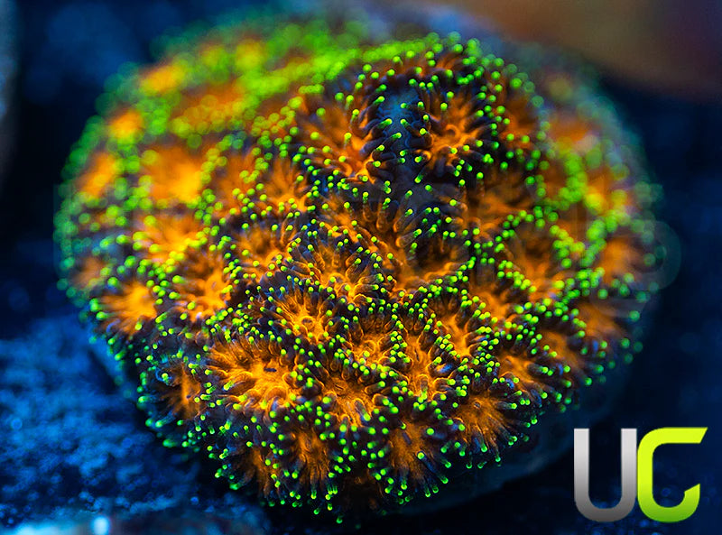 UC Lightning Tip Leptastrea