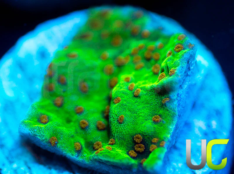 UC Thunderdome Monti Cap