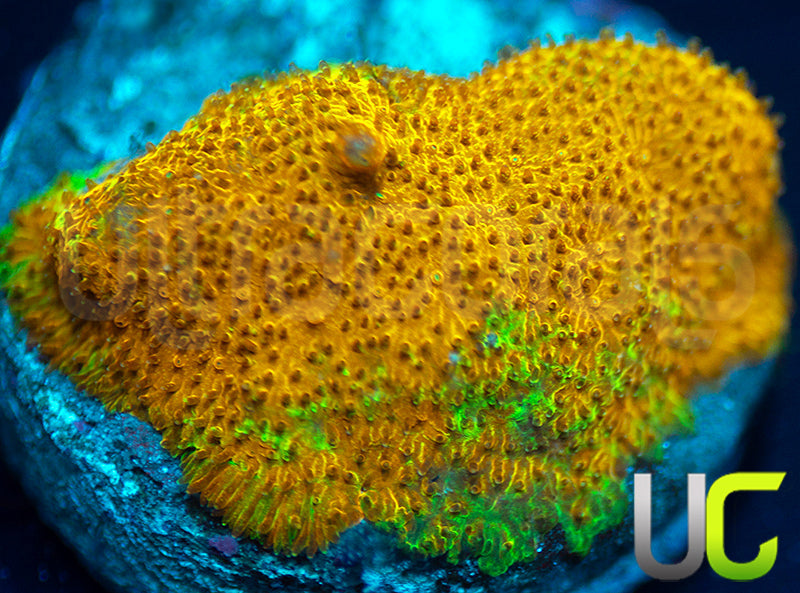 Watermelon Psammocora