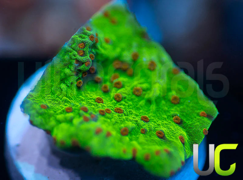 UC Thunderdome Monti Cap