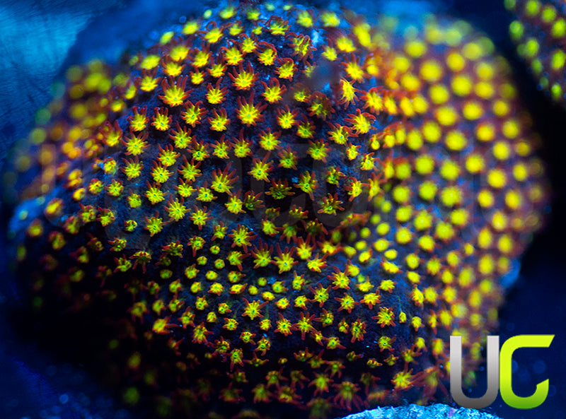 UC Flamethrower Stylo