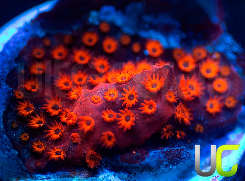 UC Sweet Revenge Porites