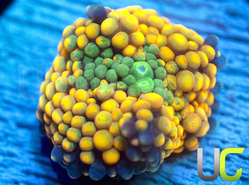 Orange Peel Ricordea