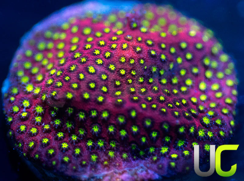 UC Raspberry Pie Stylo