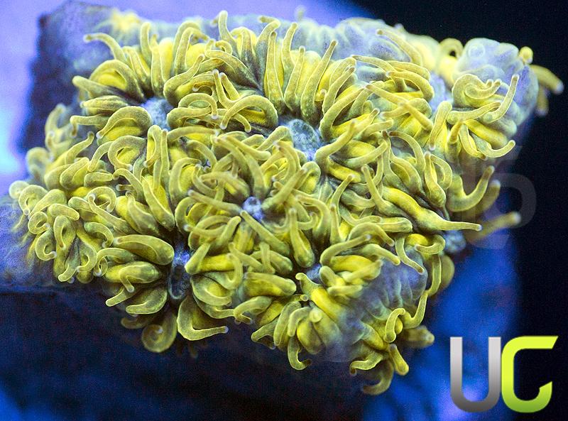 UC Goldilocks Leptastrea
