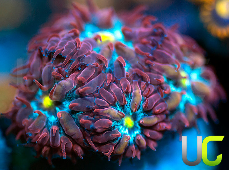 UC Boondocks Blastos