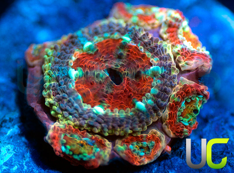 UC Limp Bizkit Micro Amakusensis