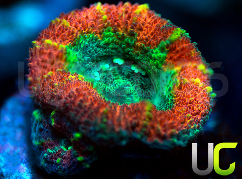 UC Rainbow Swirl Micro Amakusensis