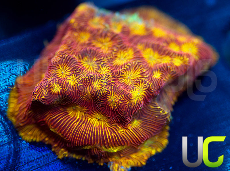 UC Sun Goddess Lepto