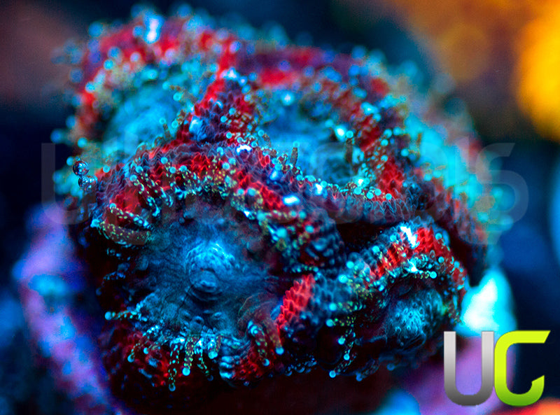 UC Superhero Micro Amakusensis