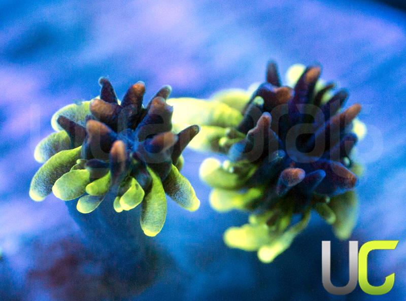 HS Sonic The Hedgehog Galaxia