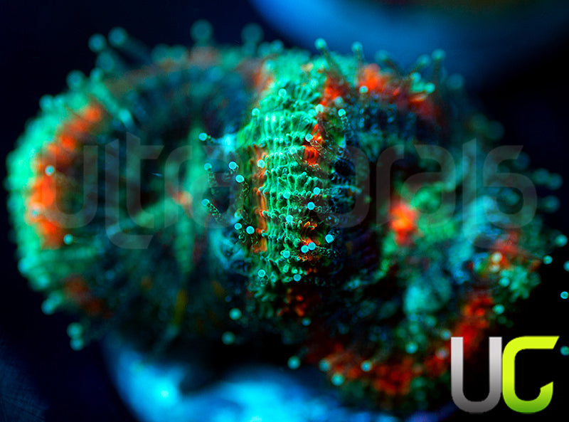 UC Carousel Micromussa Amakusensis