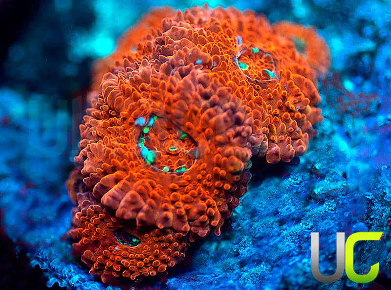 UC Watermelon Mojito Micro Amakusensis