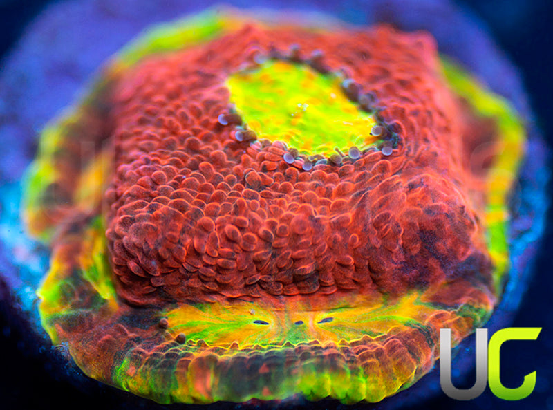 Ultra Watermelon Chalice