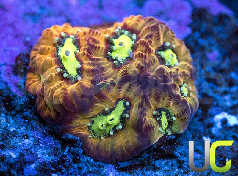 RC Rain of War Favites